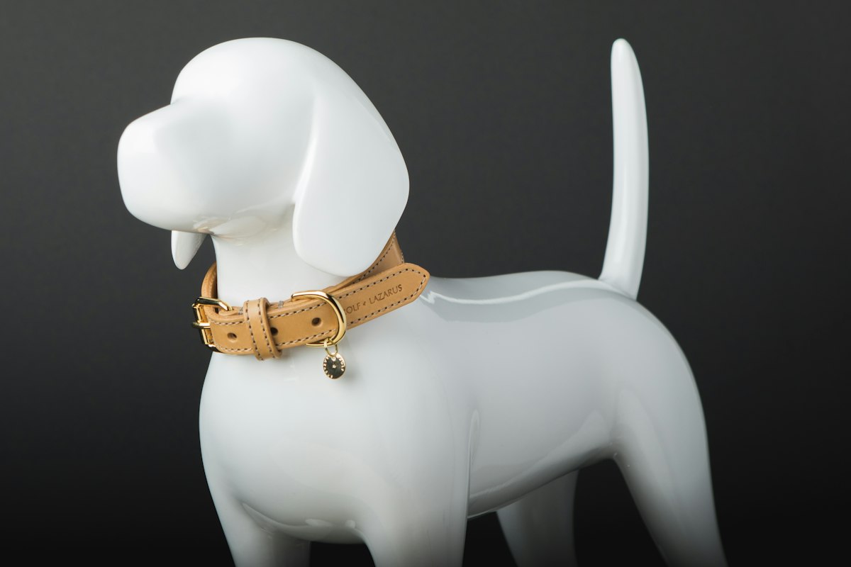 Dog wearing a collar