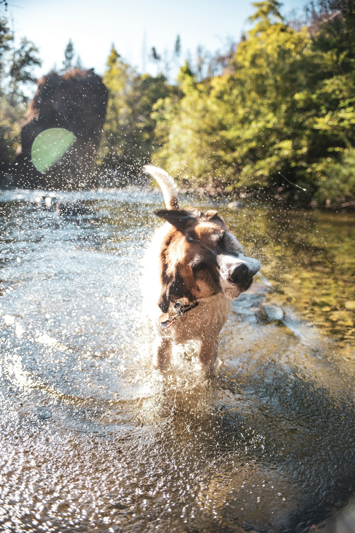 Dog wearing a harness outdoors