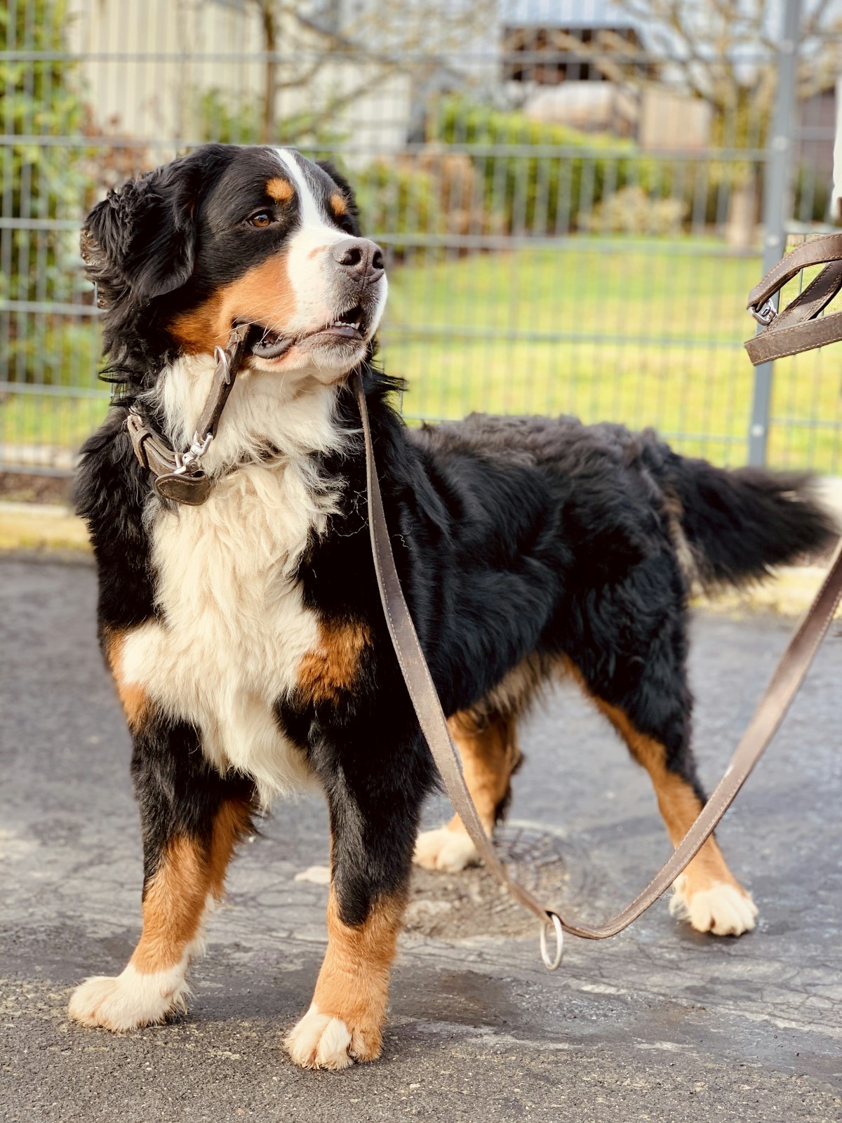 Dog on a leash during a walk